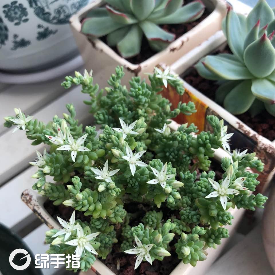 九阴奇珍异草看哪里_九阴真经奇花异草_九阴真经奇珍异草搜索人