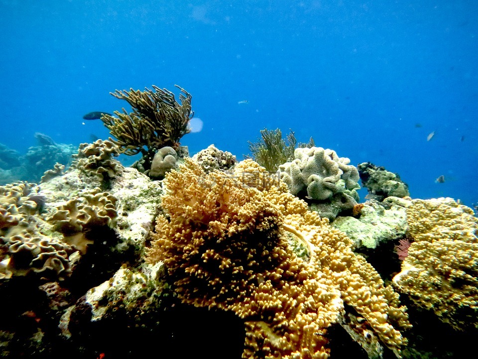 我要海底大世界游戏_海底世界玩法_海底世界cg