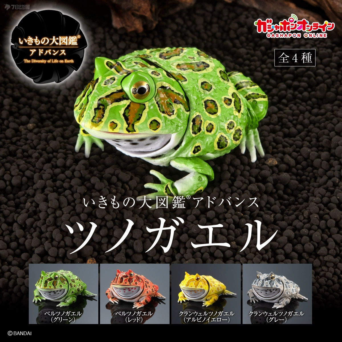 frog_青蛙frog