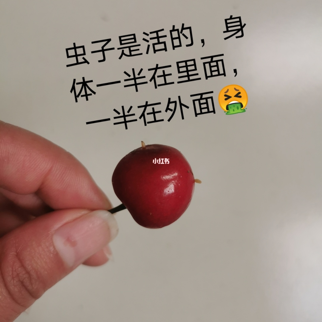 保护橘子游戏_橘子保护游戏攻略_保护橘子小游戏