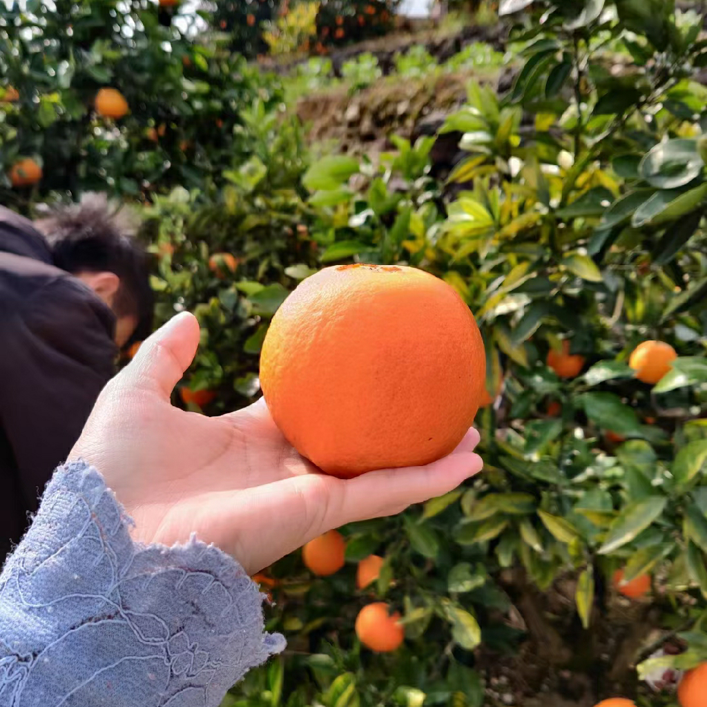 cover orange攻略
