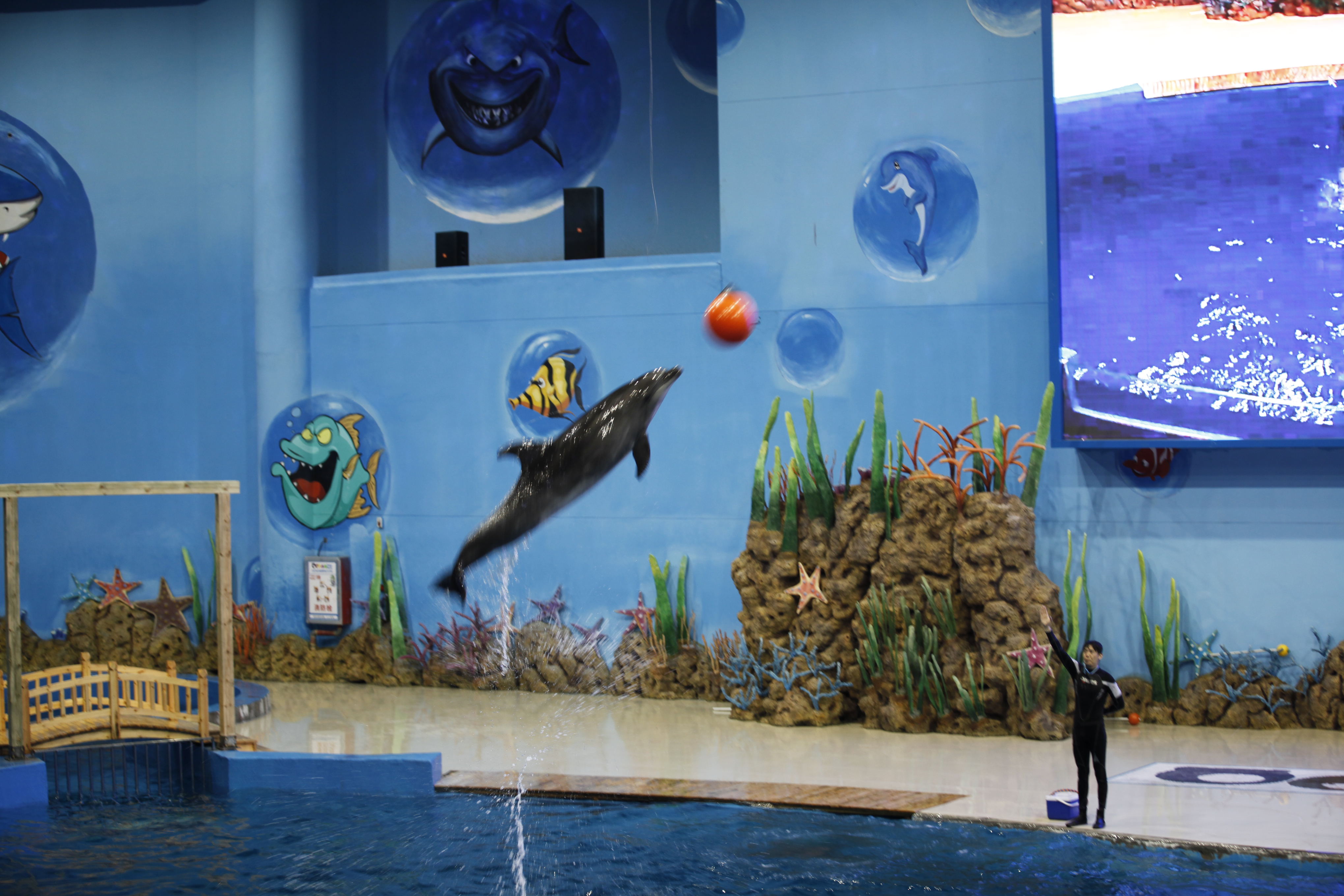 海洋水族馆攻略_海洋水族馆游戏xiazai_海洋水族馆视频大全集