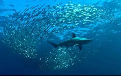 海洋恋爱小说_海洋之恋游戏_海洋恋歌多少钱
