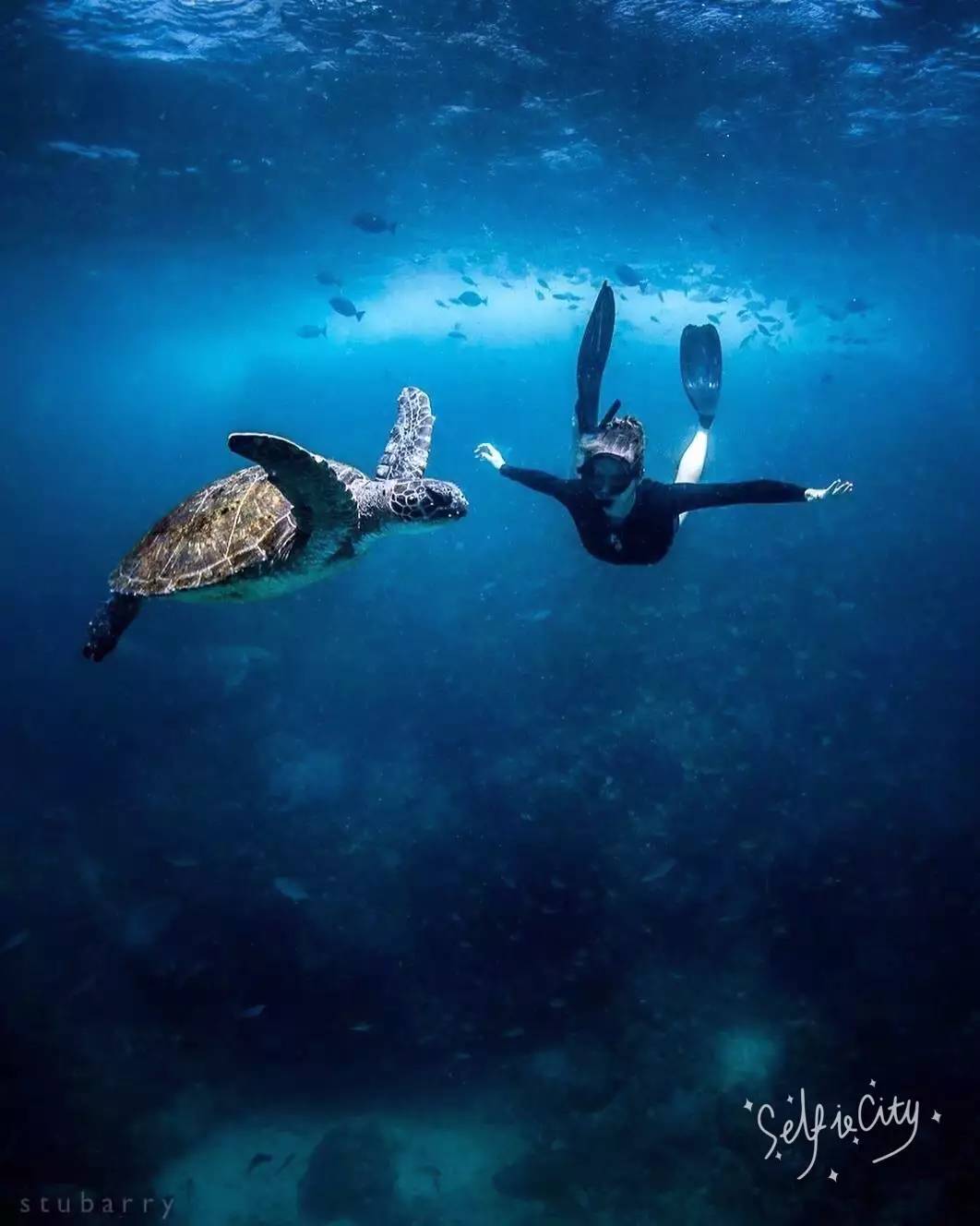 海洋恋爱小说_海洋之恋游戏_海洋恋歌多少钱