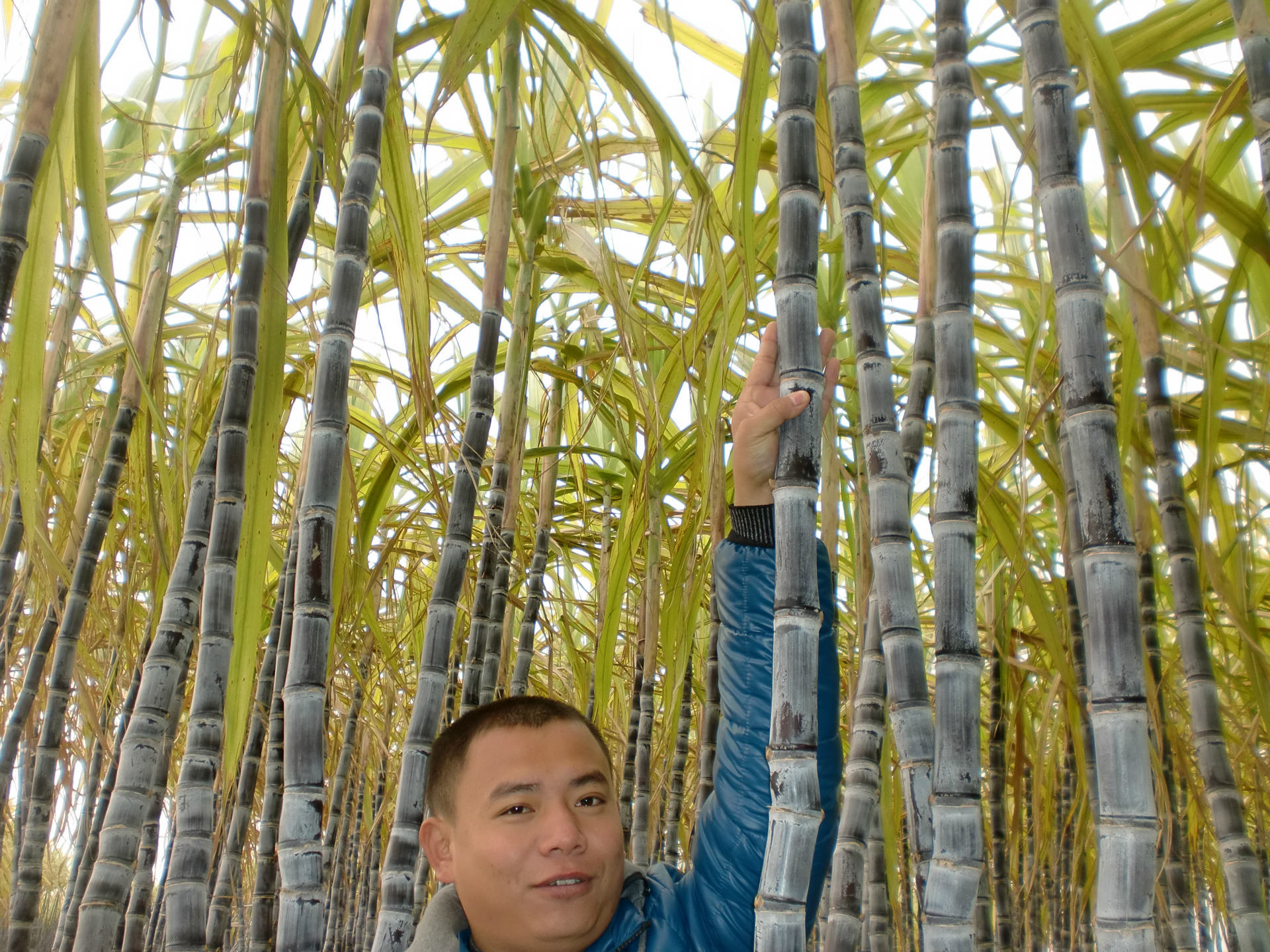 甘蔗网黄色小游戏_甘蔗网_甘蔗网上怎么销售