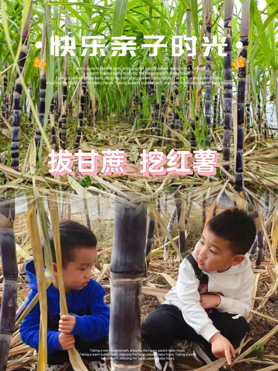 甘蔗网黄色小游戏_甘蔗网上怎么销售_甘蔗网