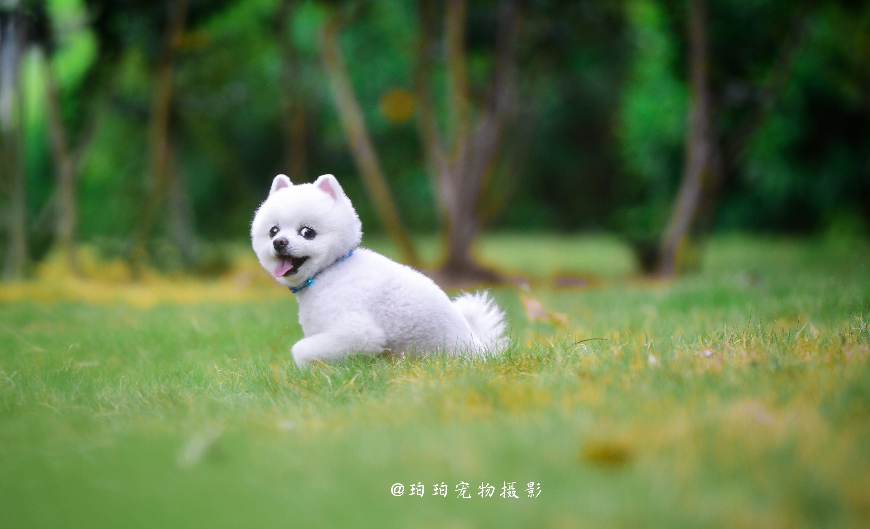 北京宠物贴吧_北京宠物网_北京宠物网站大全