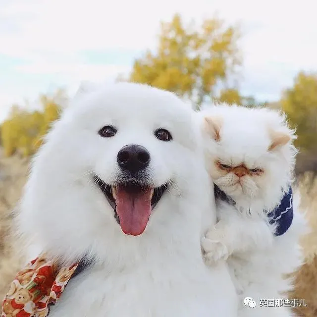 守护之心ova_守护猫绯鞠ova百度云_守护甜心之殇心秋夜图片