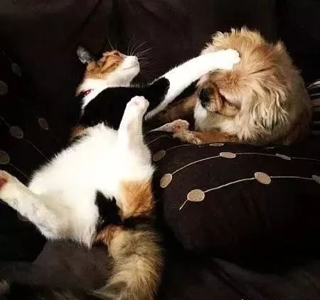 守护甜心之殇心秋夜图片_守护之心ova_守护猫绯鞠ova百度云