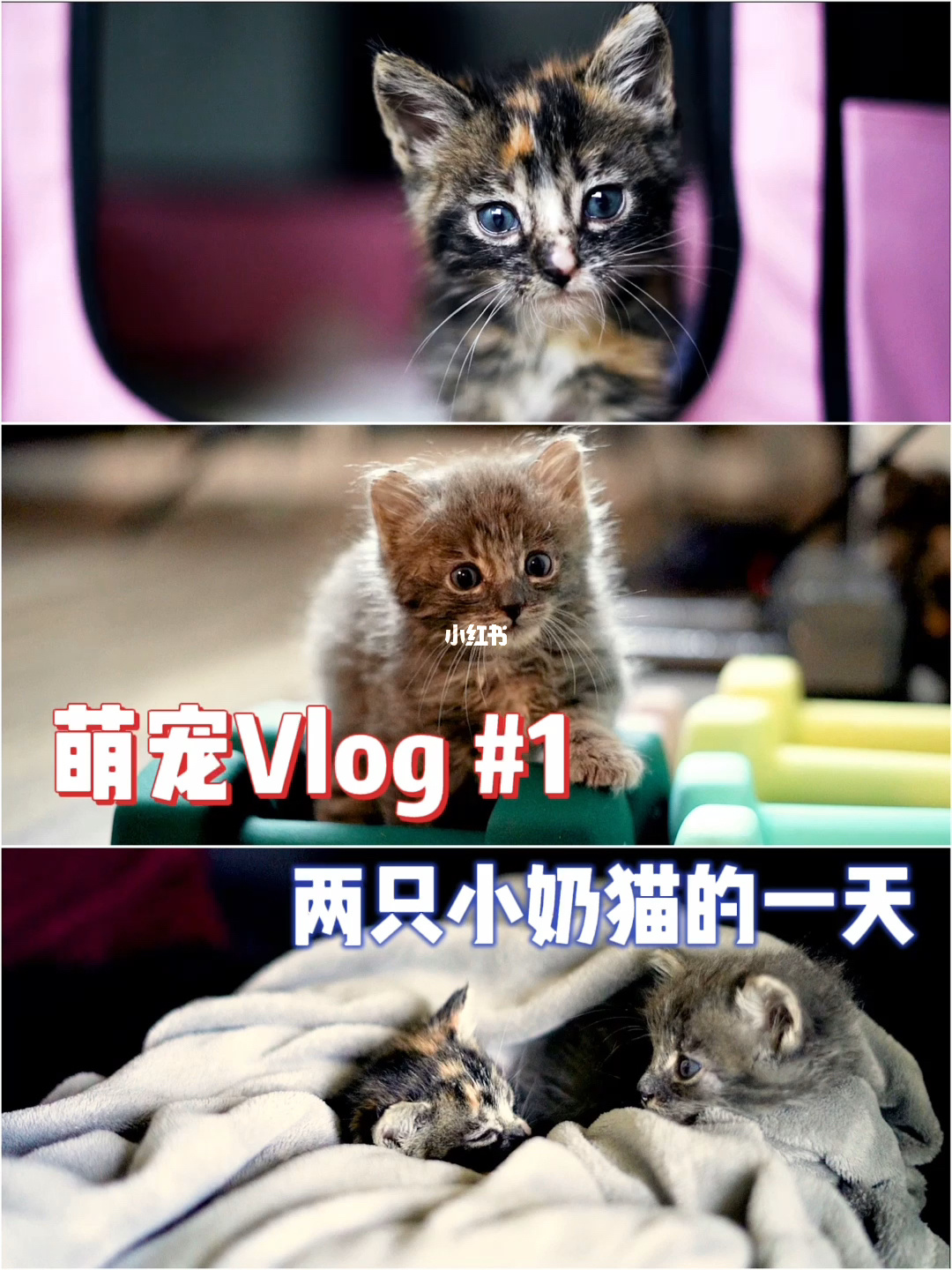 现版本奶块中删除帐号能拿走坐骑吗_坐骑装备账号通用么_账号坐骑