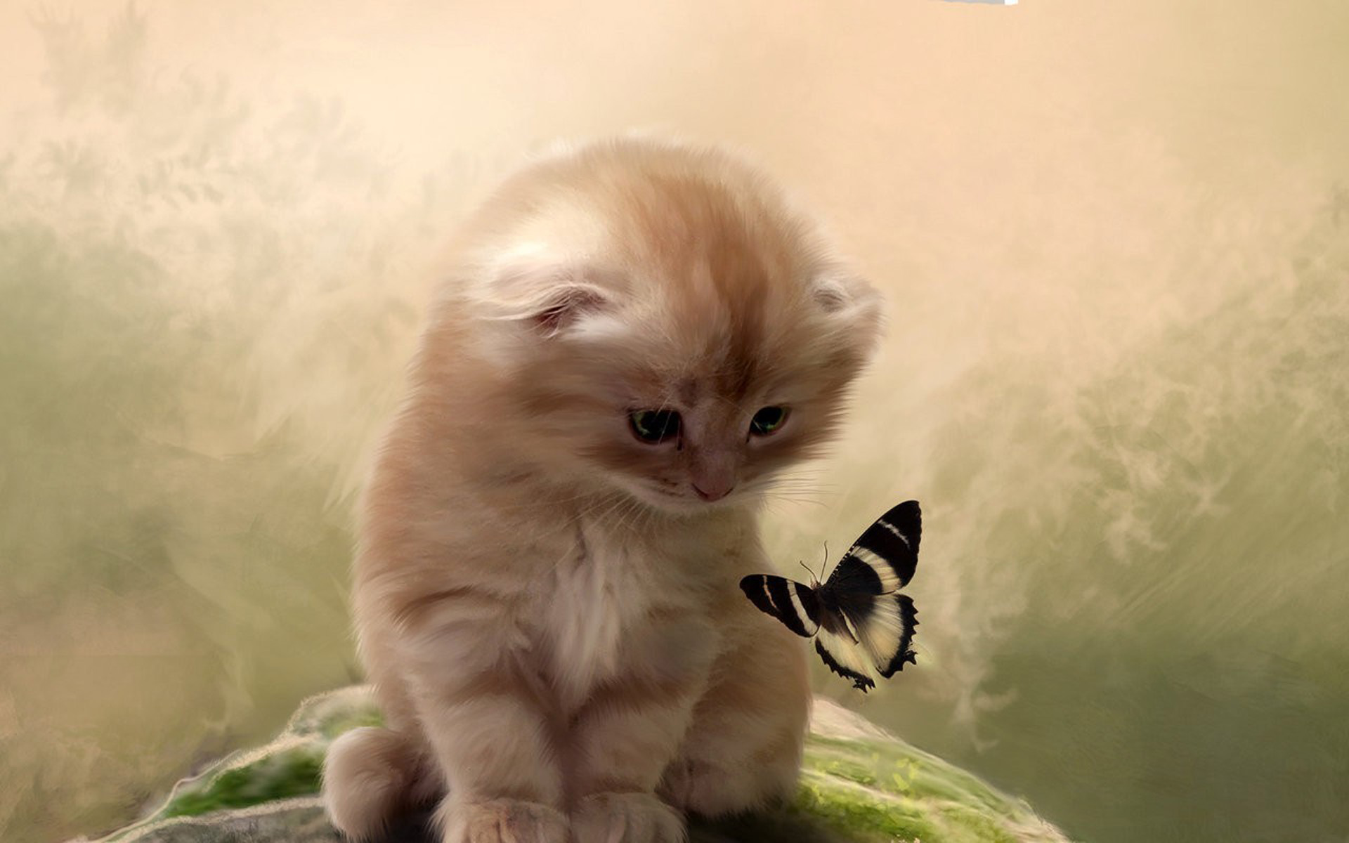 猫图图片素材大全_游戏猫图片_猫图片大全