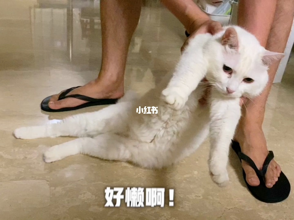 宠物猫抓伤了轻微出血会有事吗_宠物猫的品种及价格_宠物猫