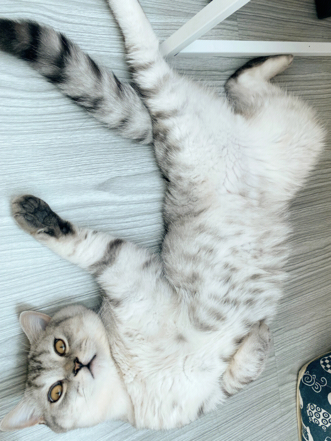 宠物猫的品种及价格_宠物猫_宠物猫抓伤了轻微出血会有事吗