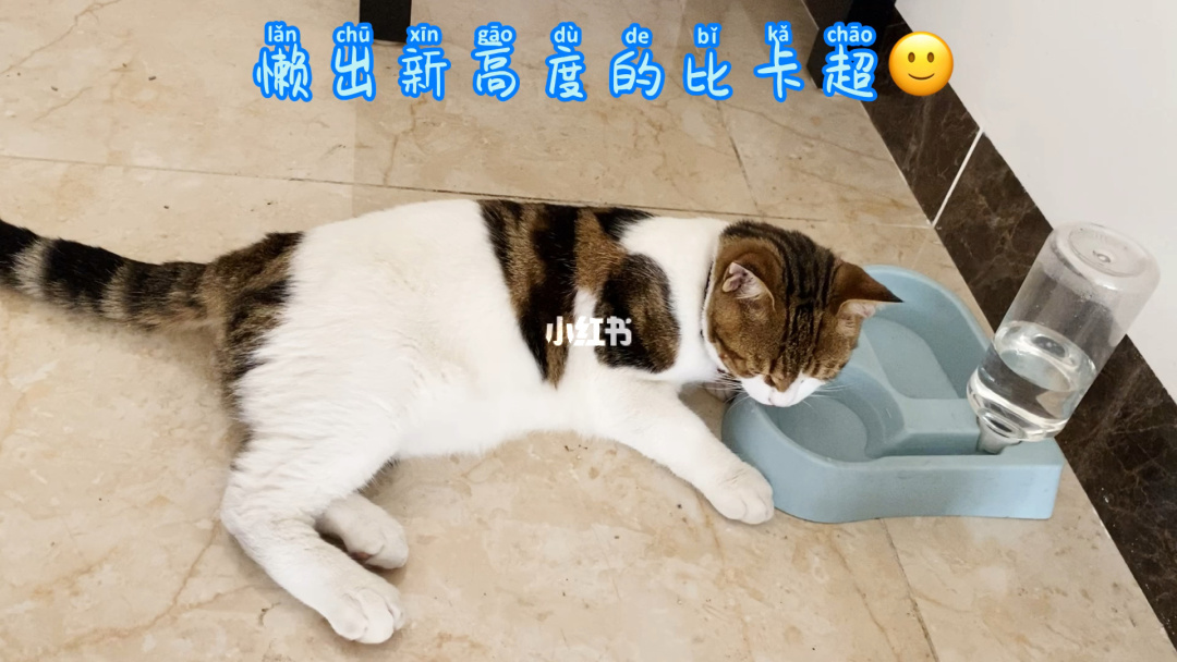 宠物猫_宠物猫抓伤了轻微出血会有事吗_宠物猫的品种及价格
