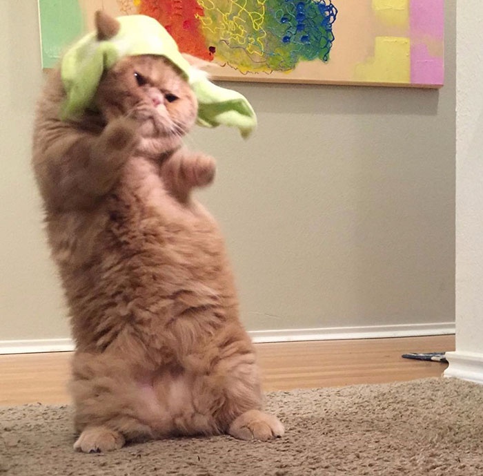 小猫咪_小猫咪小猫咪_霸道总裁的小猫咪