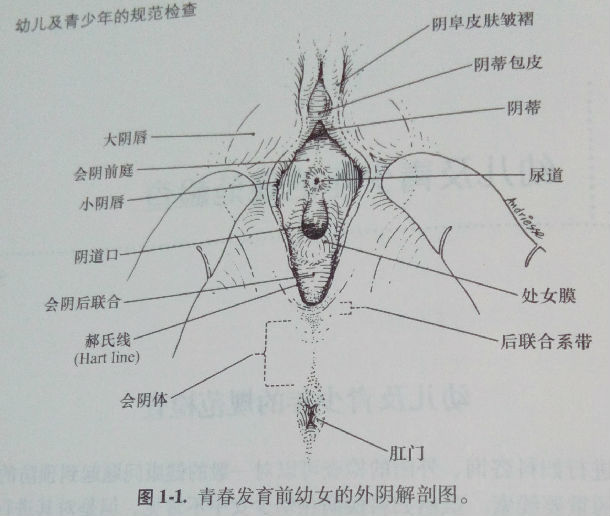 小女孩的尿道样子_男生小便后尿道刺痛_小女孩的尿道