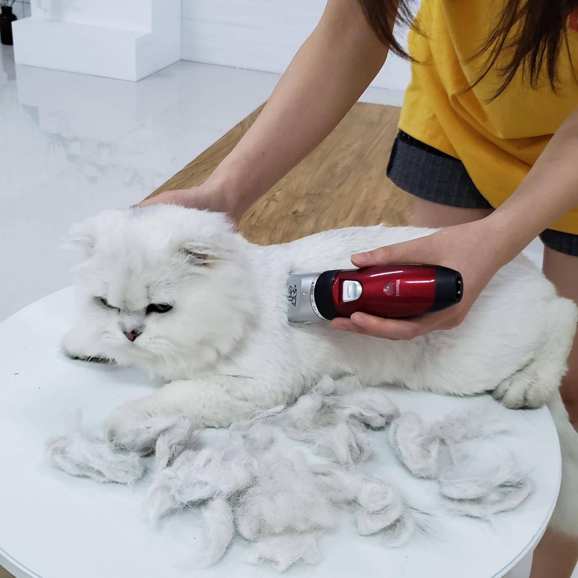 小猫咪_猫咪小贝_猫咪小姐3游戏