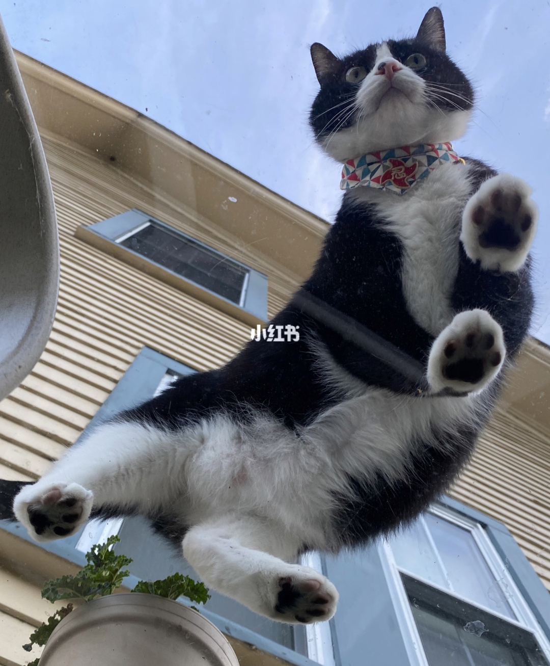 星猫大富翁app_星猫大富翁_星猫大富翁怎么玩