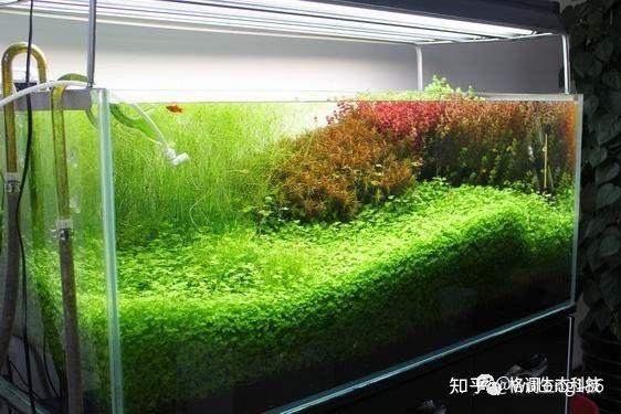 教程造景水草缸图片_草缸造景水草_水草缸造景教程