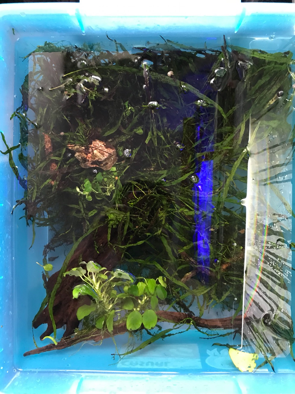 草缸造景水草_水草缸造景教程_教程造景水草缸图片