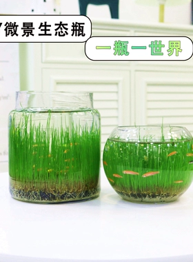 草缸造景水草_教程造景水草缸图片_水草缸造景教程