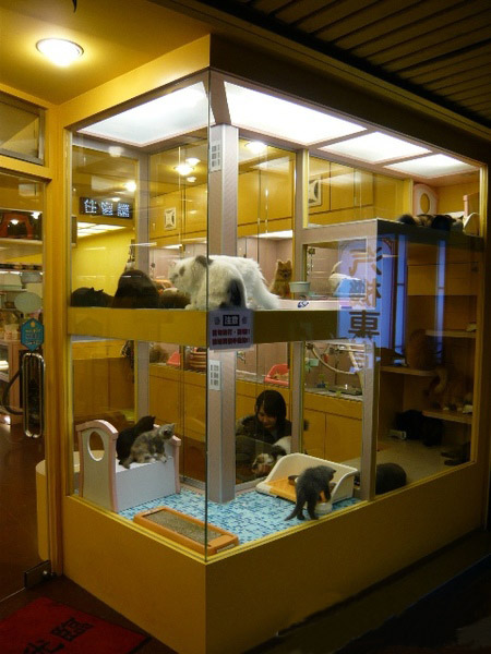宠屋下载_宠爱游戏泰剧_爱宠屋游戏