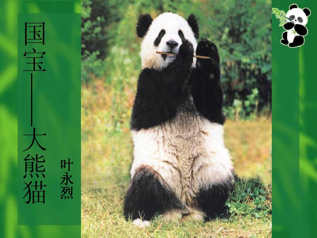 熊猫中国哪里有_中国熊猫_熊猫中国画