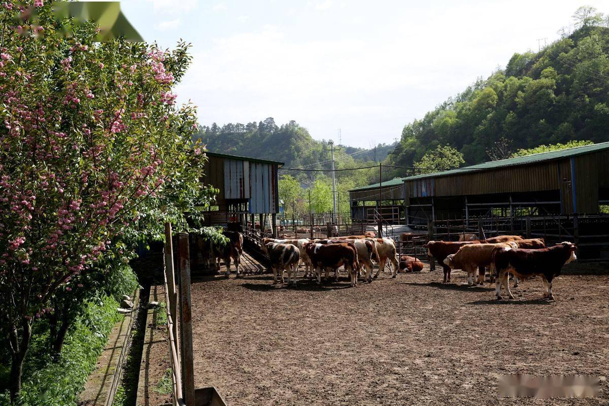 田园农场在线_西部田园风光_牛牛农场西部田园游戏下载