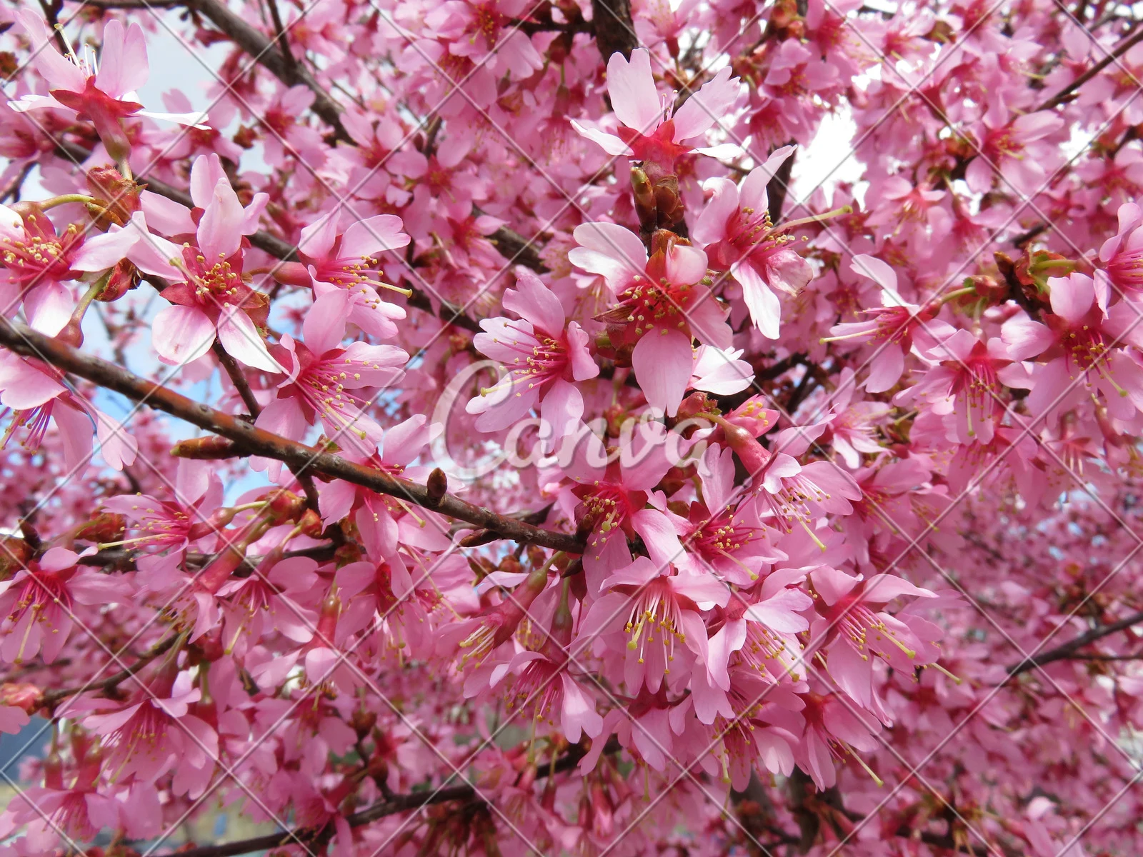 樱花学园_无修监狱学园樱花