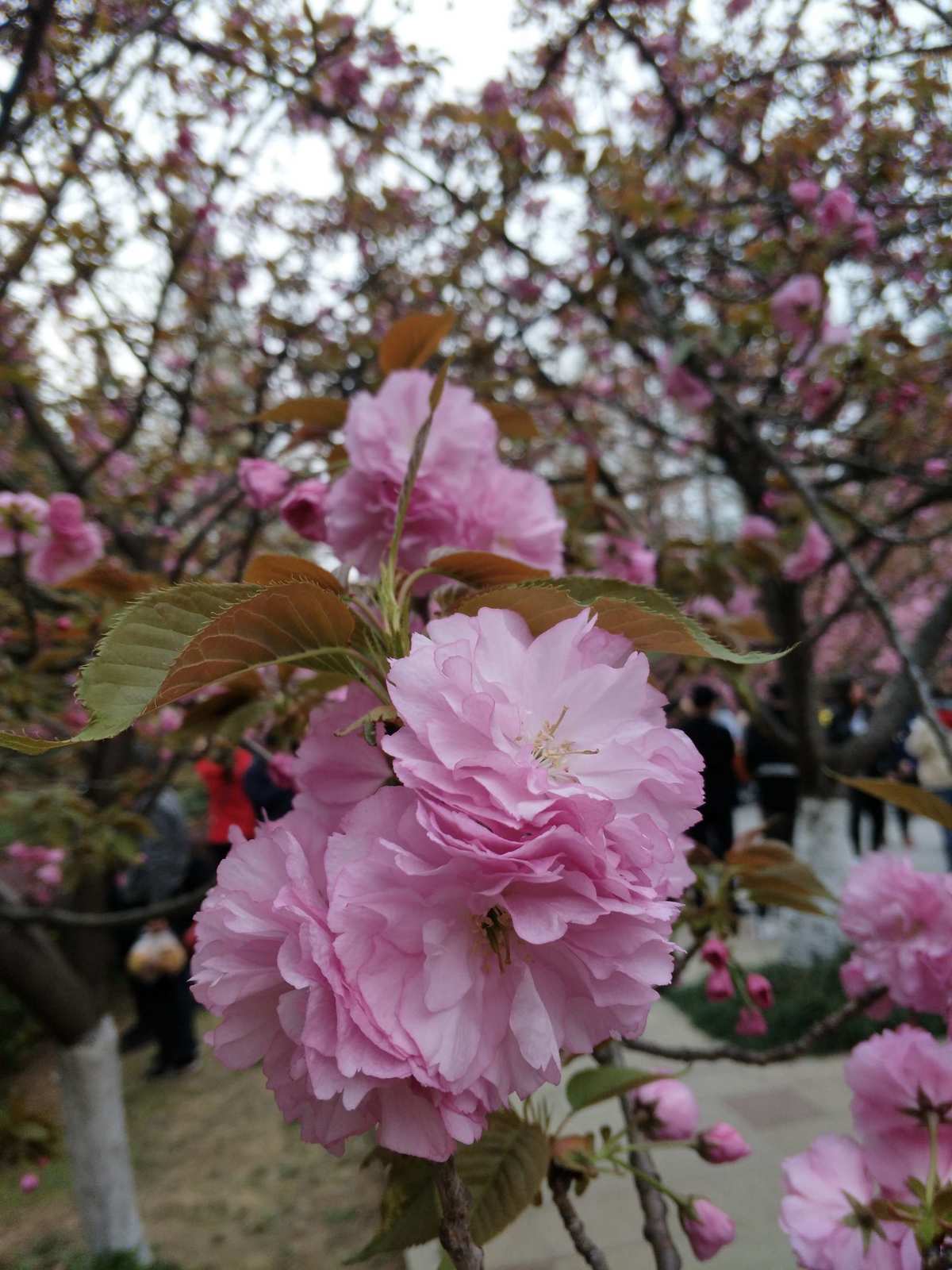 无修监狱学园樱花_樱花学园