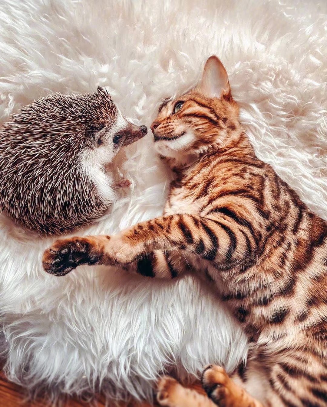 刺猬猫阅读网页版_刺猬猫阅读破解版无限书币_刺猬猫阅读