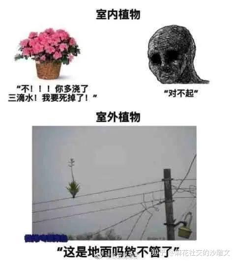 妈妈生的是什么梗_小葵花妈妈课堂梗_一个人生活担心的妈妈羽生稀