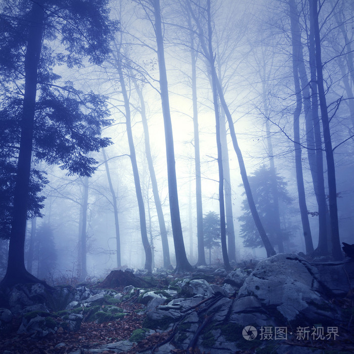 暮色森林攻略_暮色森林谜题_暮色森林怎么过
