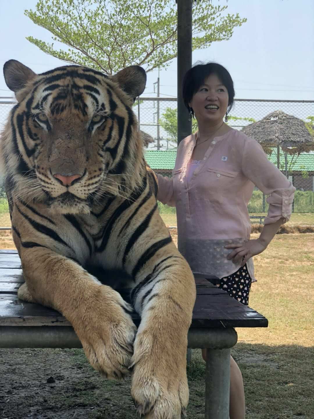 帅帅虎_帅虎h500_虎帅