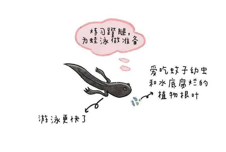 小蝌蚪大全_小蝌蚪_蝌蚪大全品种_蝌蚪大全品种图片