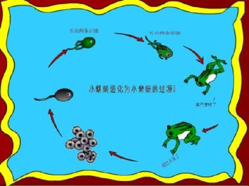 小蝌蚪大全_小蝌蚪_蝌蚪大全品种图片_蝌蚪大全品种