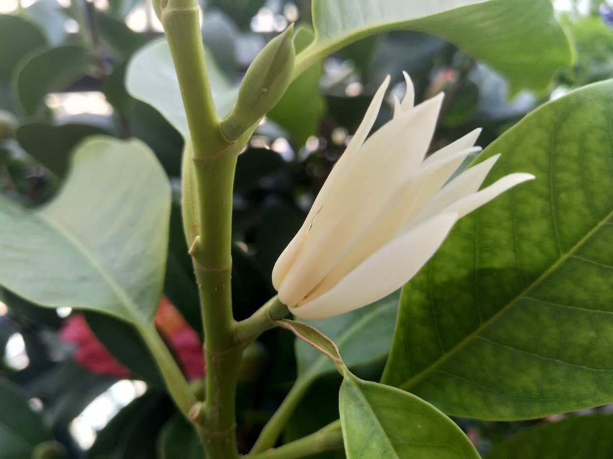 轩辕剑4外传苍之涛车芸_车芸_轩辕剑车芸