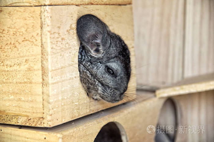 泰菲猫和老鼠_《猫和老鼠》泰菲结局_猫和老鼠泰菲