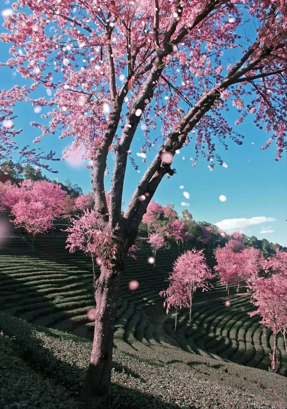 浮幽樱_幽洞洞幽