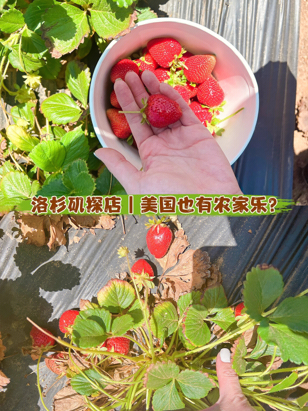 上海草莓音乐节2014视频_乡村季风视频草莓_草莓视频69