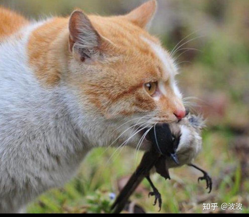 呼噜猫_猫呼噜呼噜的声音是怎么回事_猫呼噜呼噜响是怎么回事