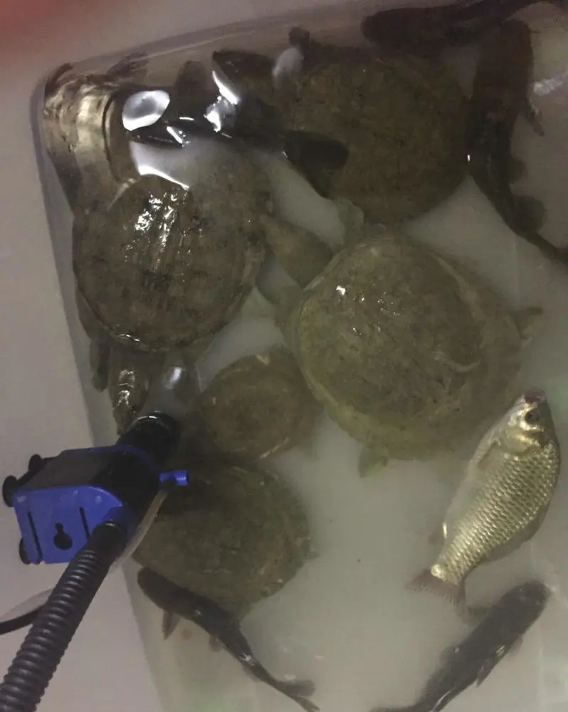 五洋捉鳖重磅回归，第19集爆笑精彩连连