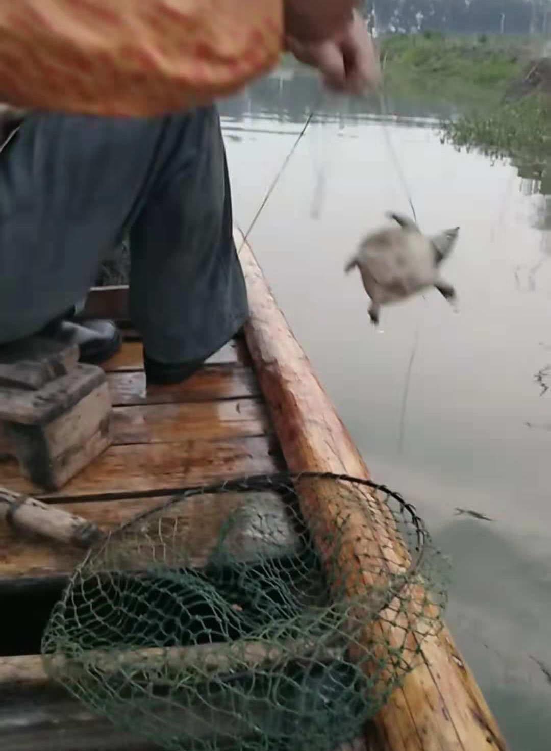 五洋捉鳖的鳖是什么意思_五洋捉鳖_五洋捉鳖的鳖怎么写