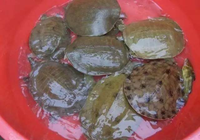 五洋捉鳖的鳖怎么写_五洋捉鳖的鳖是什么意思_五洋捉鳖