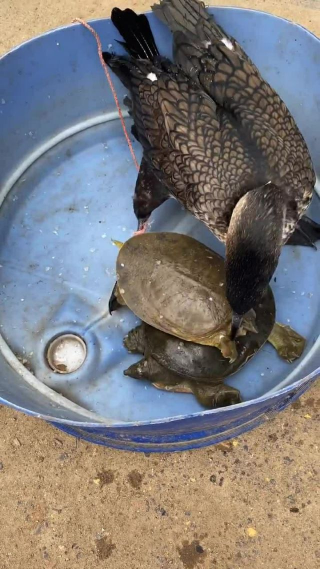 五洋捉鳖的鳖是什么意思_五洋捉鳖的鳖怎么写_五洋捉鳖