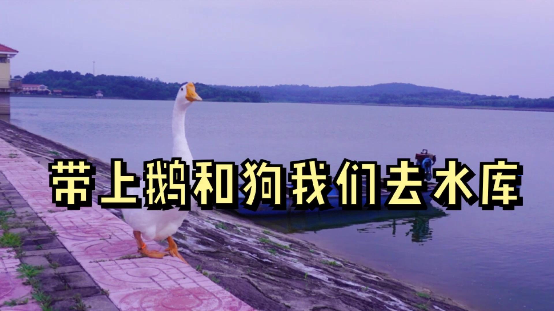 鹅捣蛋下载_捣蛋鹅_鹅捣蛋第三关