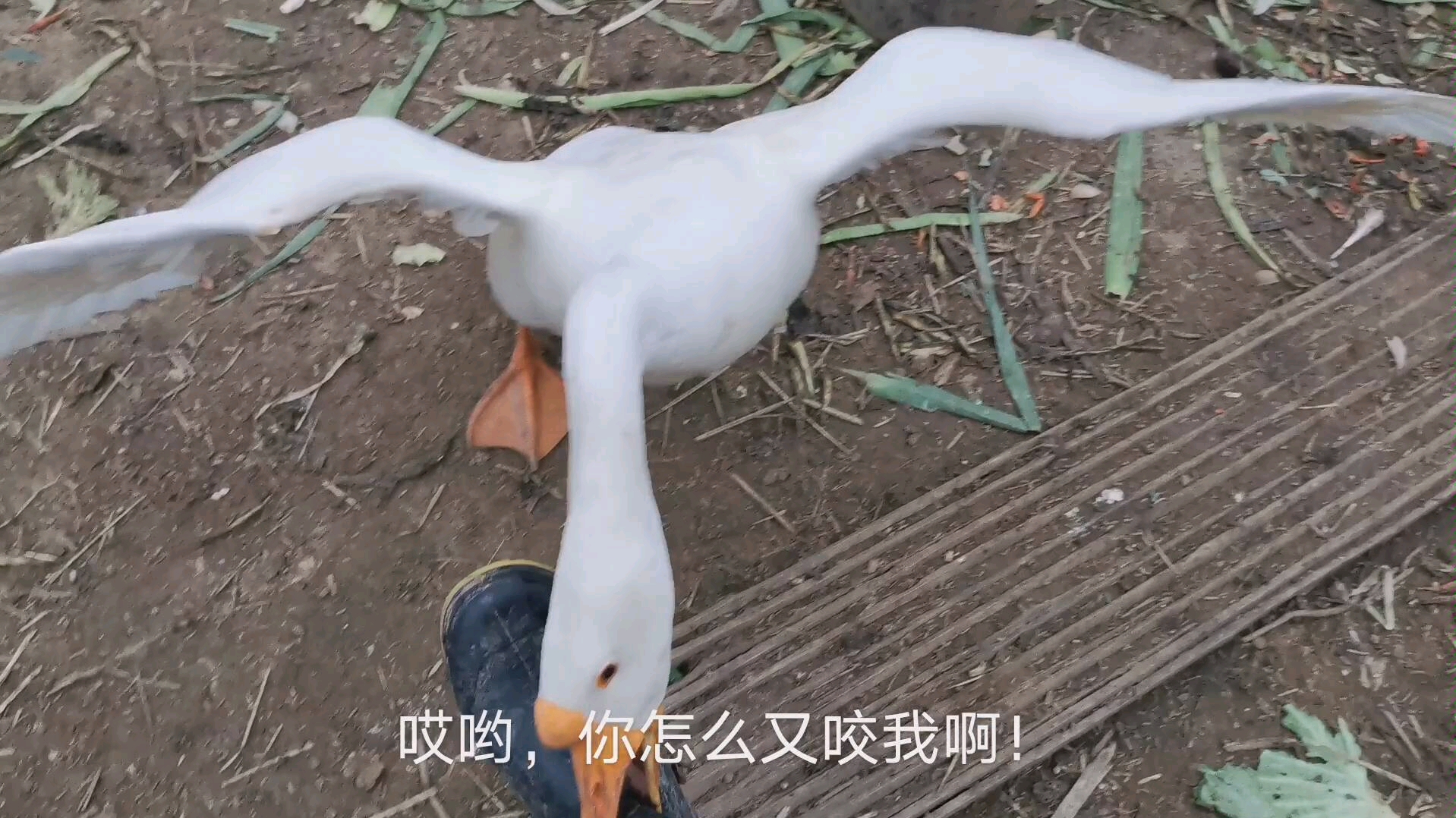 鹅捣蛋第三关_鹅捣蛋下载_捣蛋鹅