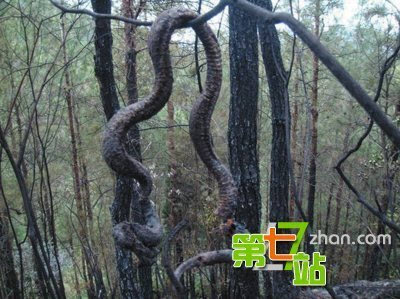 丛林肉搏3.06新手攻略_丛林肉搏3.06技能搭配_丛林肉搏