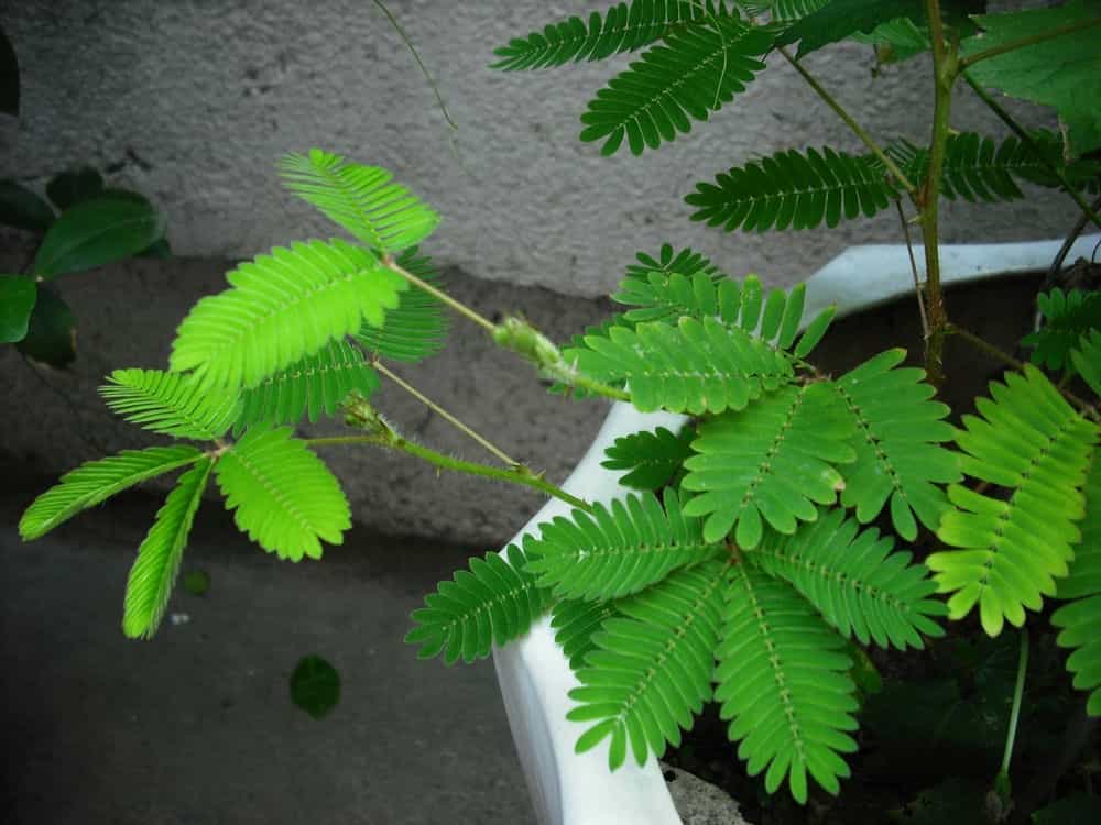 含羞草实验研所_含羞草科研实验_含羞草实验研所