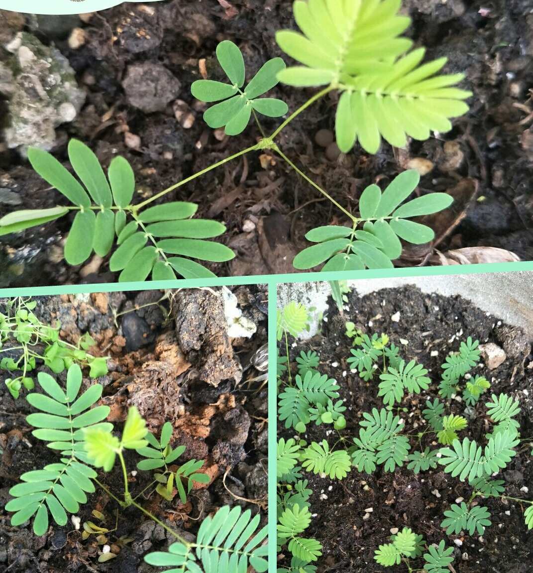含羞草科研实验_含羞草实验研所_含羞草实验研所